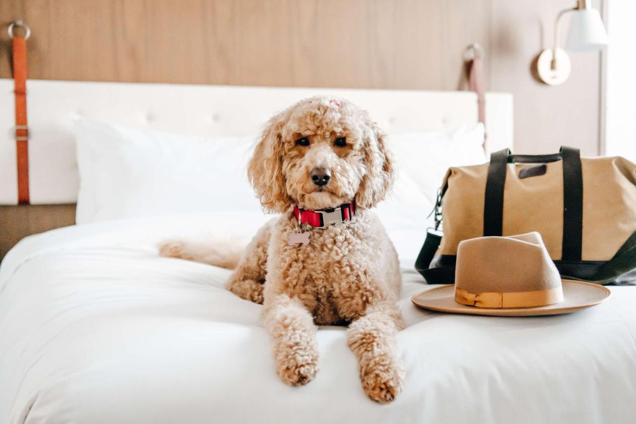 Hyatt Centric Downtown דנוור מראה חיצוני תמונה